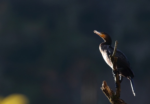 Phalacrocoracidae