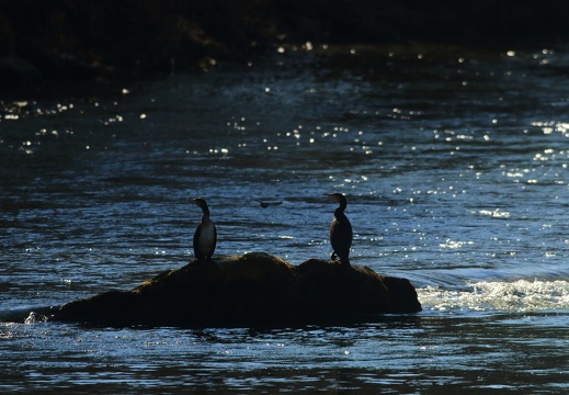 Phalacrocoracidae