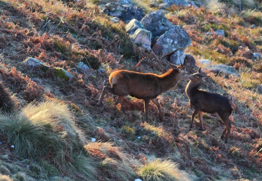 Cervus