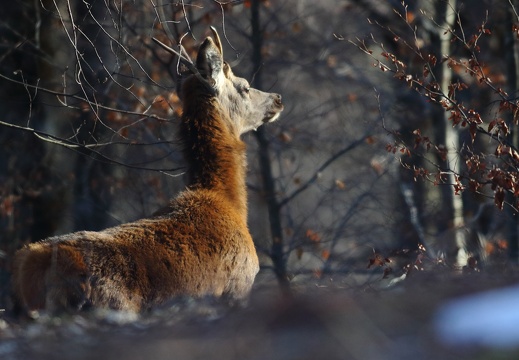 Cervus