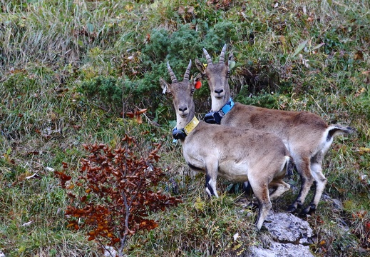 Cervus