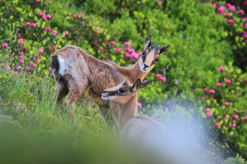 Etelous; rodhodendron; col de pause.JPG