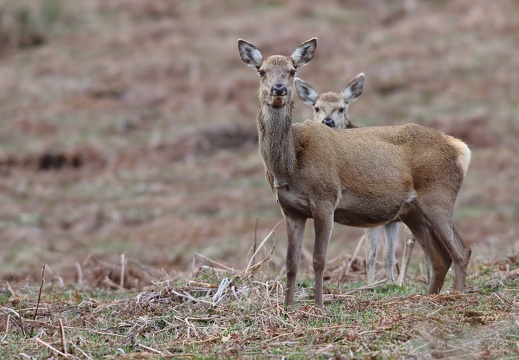 Cervus