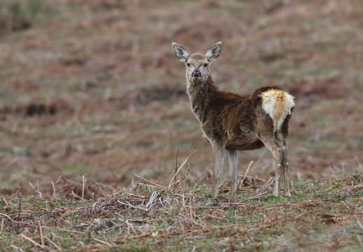 Cervus