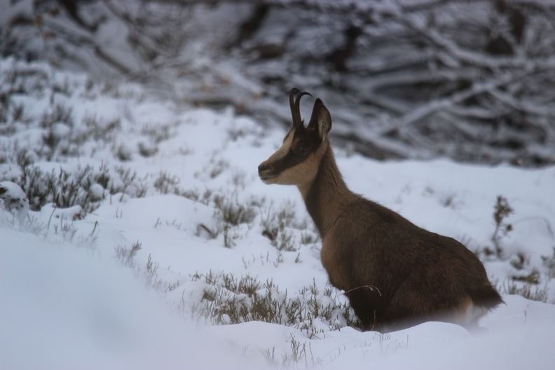 isard dans la neige, col de pause.JPG