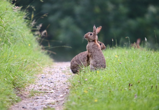 Lapin