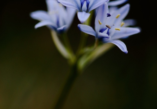 Tractema lilio-hyacinthus