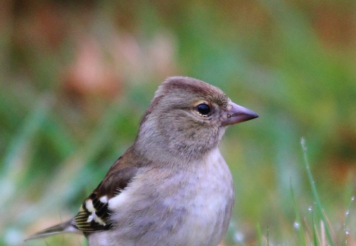 Fringilla coelebs