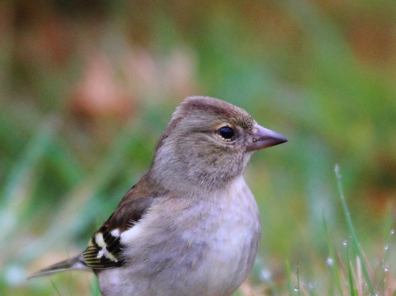Fringilla coelebs