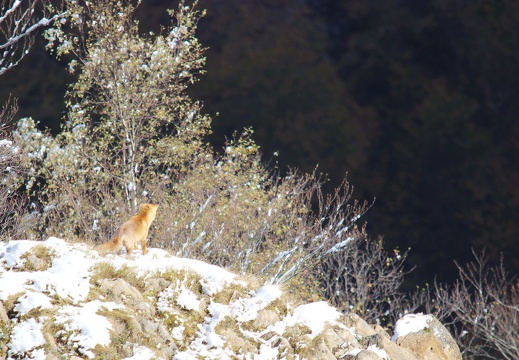 Vulpes vulpes