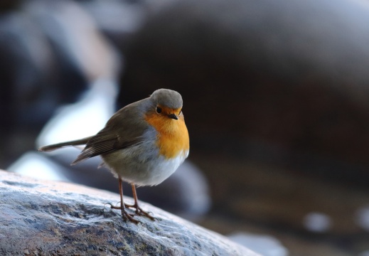 Rouge-gorge