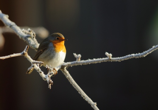 Rouge-gorge