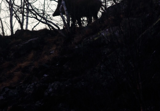 Sus scrofa