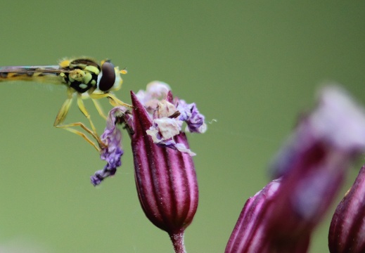 Syrphidae