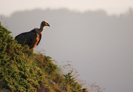 Gyps fulvus