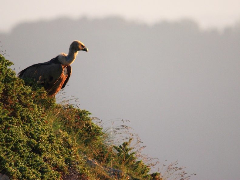 Gyps fulvus