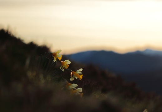 Narcissus pseudonarcissus
