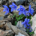 Ancolie des Pyrénées