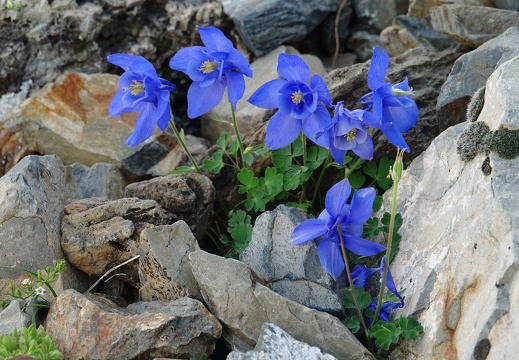 Ancolie des Pyrénées