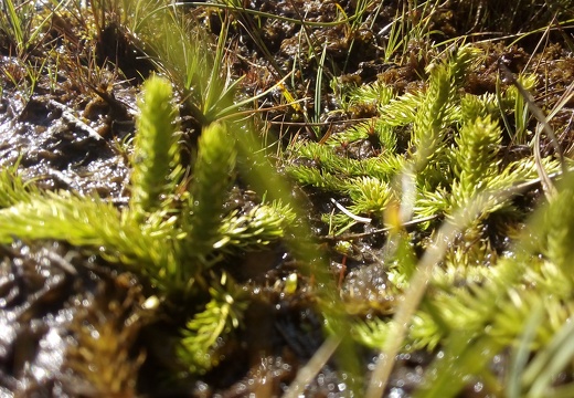 Lycopode des tourbières