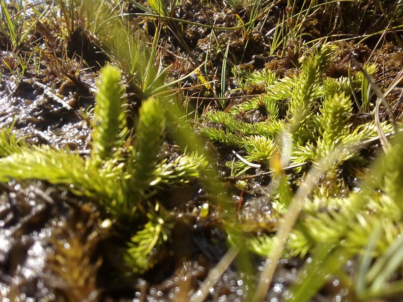 Lycopode des tourbières, près du refuge de Bassiès, sur la commune d'Auzat, à la fin du mois d'août. Photo prise dans le cadre du « rendez-vous des cimes » organisé par l'ANA - CEN Ariège.
Taxon.s visible.s :
- Lycopodiella inundata (L.) Holub, 1964 (autre.s nom.s : Lepidotis incurva Opiz, 1819 ; Lepidotis inundata (L.) Opiz, 1852 ; Lepidotis inundata (L.) P.Beauv., 1804 ; Lycopodium inundatum L., 1753 ; Lycopodium palustre Lam., 1779 ; Plananthus inundatus (L.) P.Beauv., 1805 ; Lycopode des tourbières ; Lycopode inondé). p20190822_136.jpg