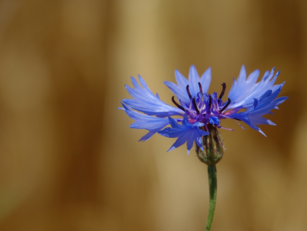 Bleuet