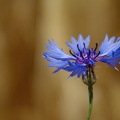 Bleuet