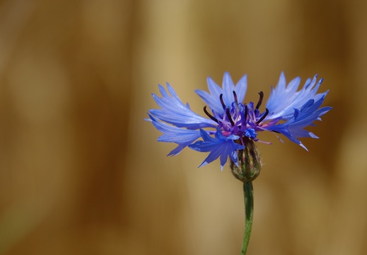 Bleuet