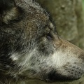 Loup gris d'Europe