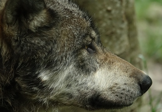 Loup gris d'Europe