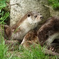 Loutre d'Europe