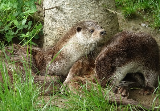 Loutre d'Europe