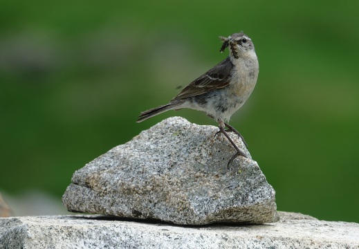 Pipit spioncelle