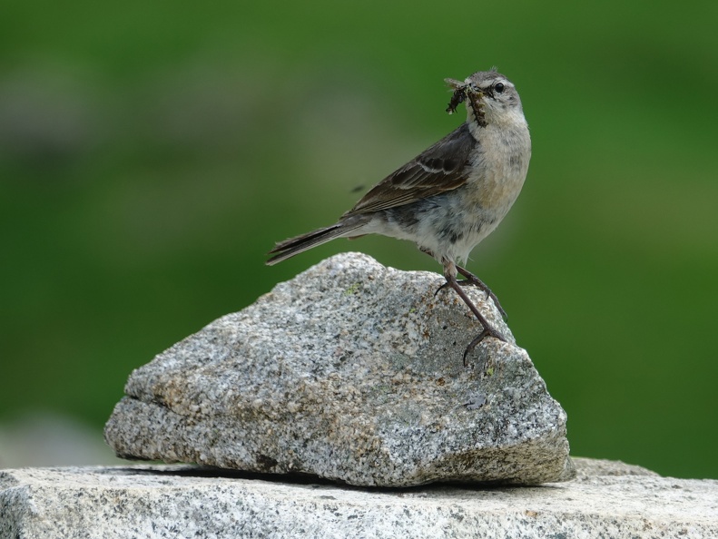 Pipit spioncelle