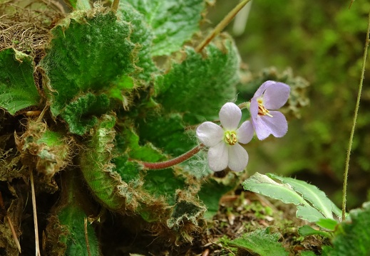 Ramonde des Pyrénées