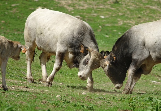 Taureaux gascons