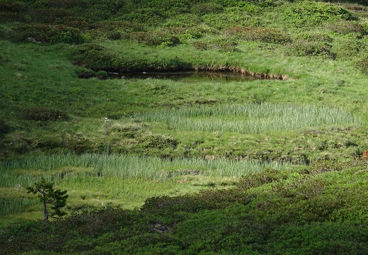 Tourbière des campels