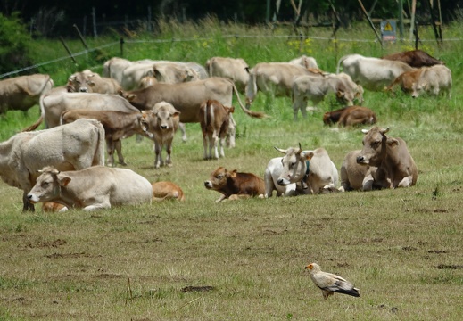 Vautour percnoptère