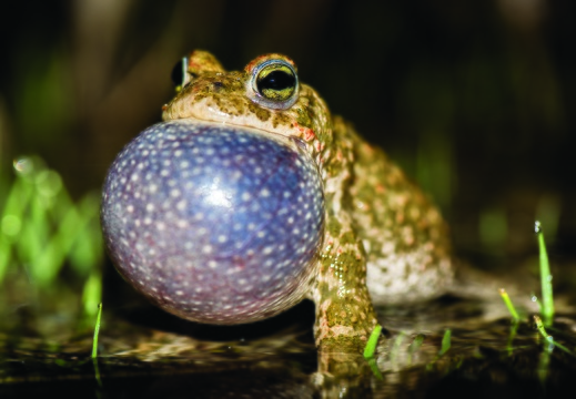 Crapaud calamite