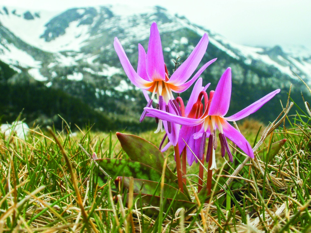 Dent de chien
