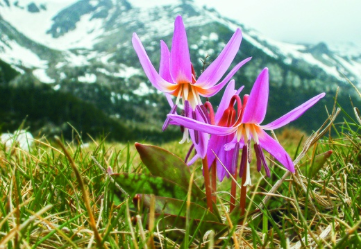 Dent de chien