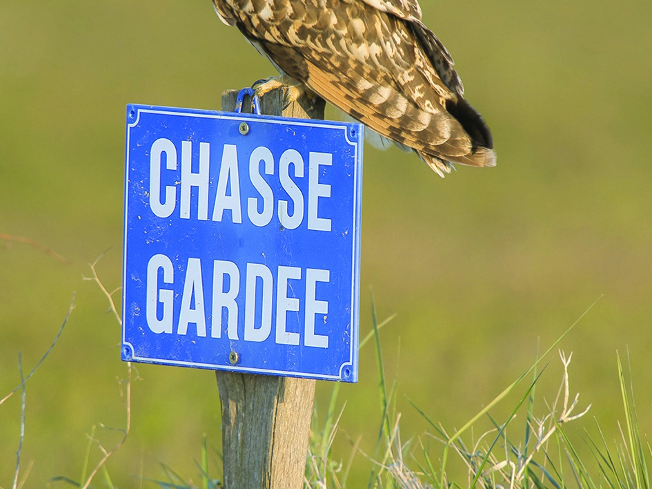 Hibou des marais