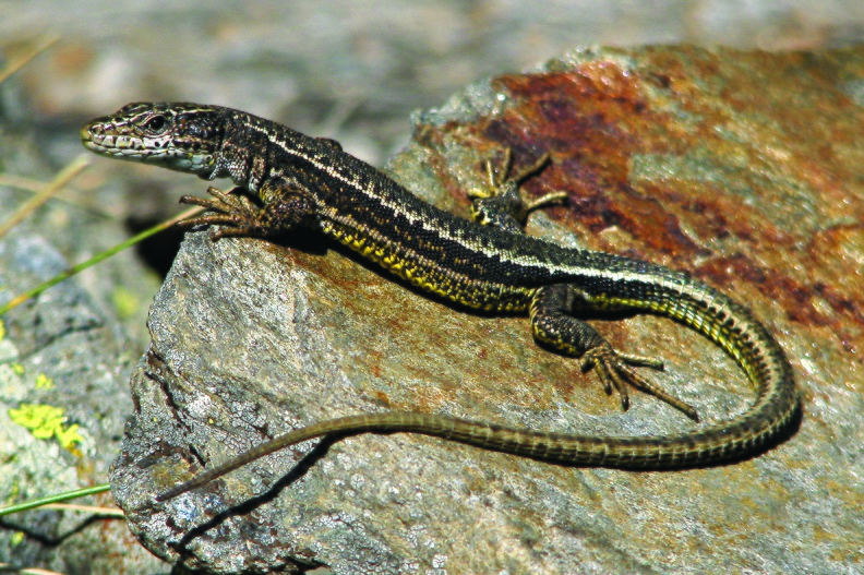 Lézard pyrénéen d'Aurelio.Taxon.s visible.s :- Iberolacerta aurelioi (Arribas, 1994) (autre.s nom.s : Archaeolacerta aurelioi (Arribas, 1994) ; Lacerta aurelioi Arribas, 1994 ; Lacerta bonnali auct. non Lantz, 1927 p.p. ; Lacerta monticola bonnali Lantz, 1927 p.p. ; Lézard d'Aurelio (Le)). Iberolacerta aurelioi mâle CD.jpg