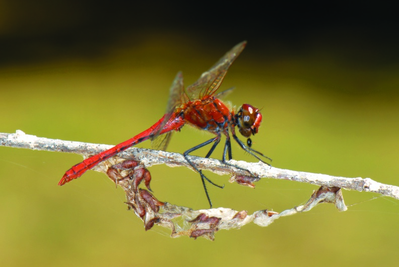 Sympetrum sanguin-OB.jpg