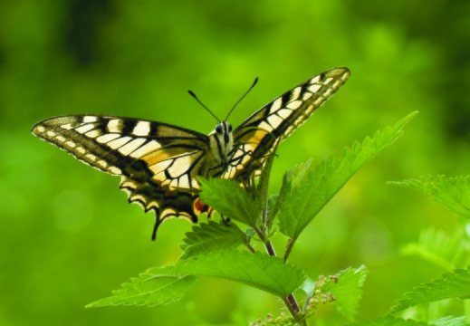 Machaon