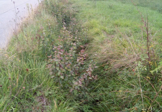 Ruisseau du Vignoble