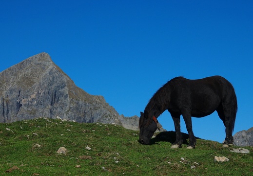Cheval de Mérens Julien Vergne