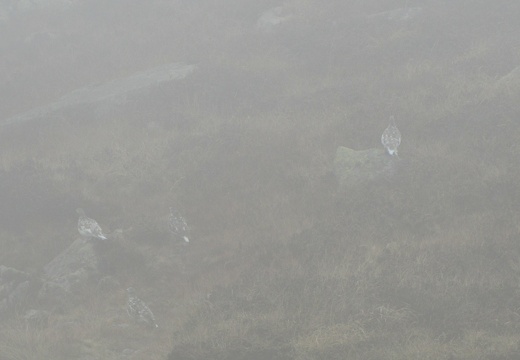 Lagopèdes des Pyrénées Julien Vergne