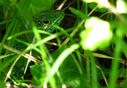 Lézard à deux raies Julien Vergne