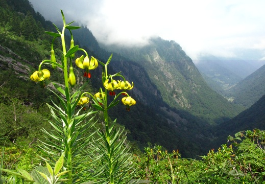 Lillium pyrenaicum-JV (30)